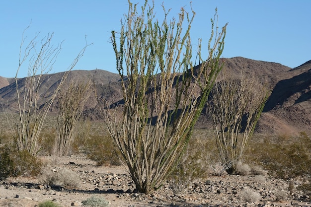 desierto de mojava california