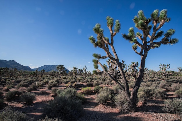 Foto desierto de mojave joshua tree view camino perfecto para un amante del senderismo