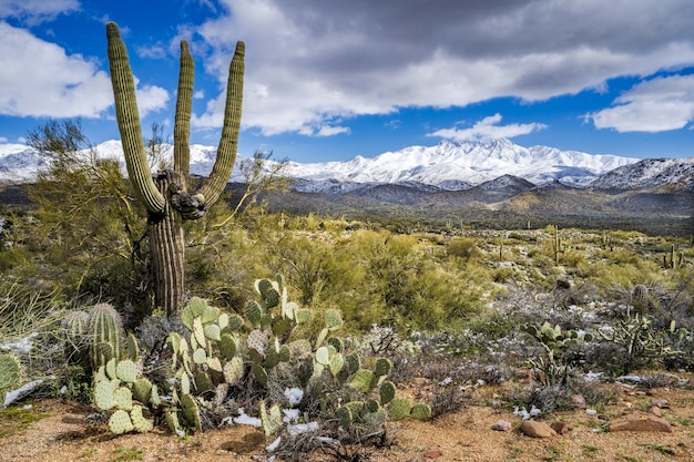 El desierto y las montañas nevadas