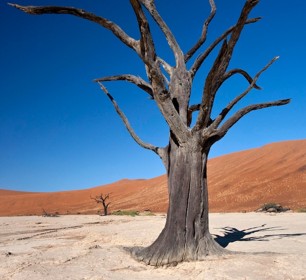 Desierto de Namib en Namibia