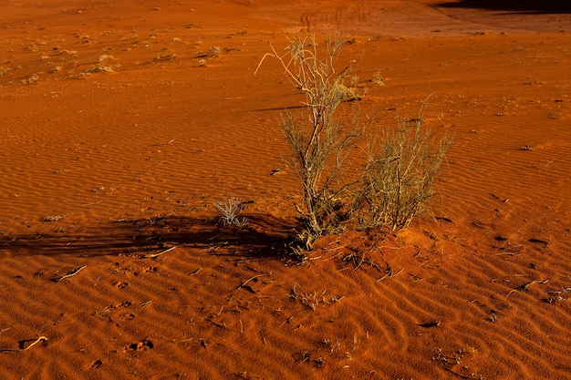 Desierto de ron adi en Jordania