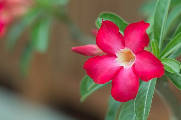 Desierto rosa o rojo Bignonia, flor de Adenium