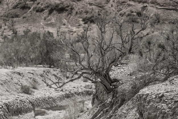 desierto verde árbol saxaul