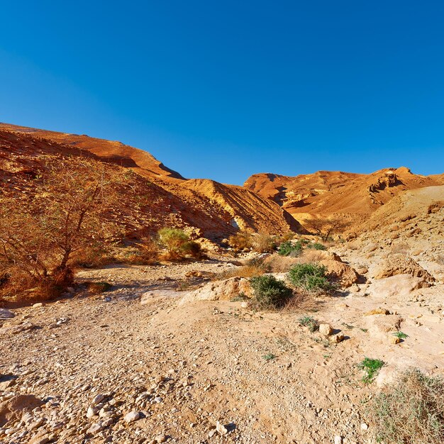 El desierto.