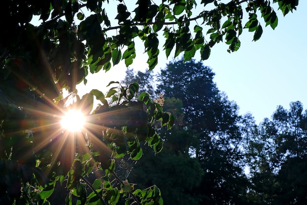 Deslumbrante luz do sol da manhã brilhando através da folhagem verde