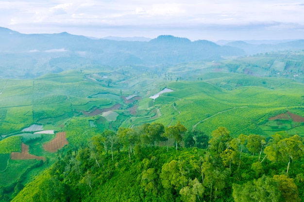 Deslumbrante paisagem aérea da plantação de chá verde