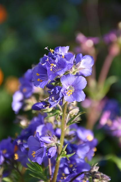 Deslumbrantes flores roxas de delphinium em flor em um jardim