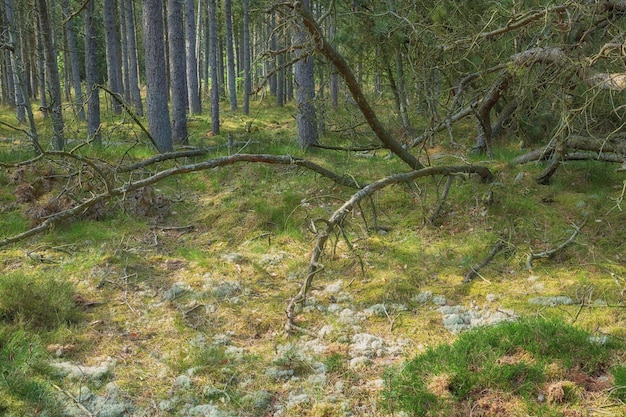 Desmatamento de ramos de abeto ou pinheiro em florestas tranquilas na alemanha árvores florestais em um prado remoto de coníferas e conservação ambiental da natureza cultivo de resina para a indústria de exportação