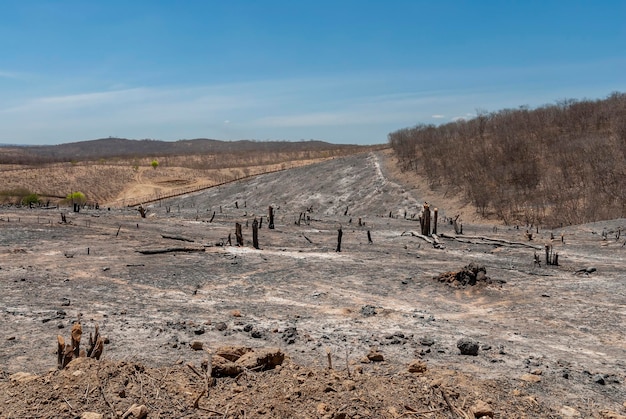 Desmatamento por queima do bioma caatinga brasileiro em boa ventura paraíba brasil