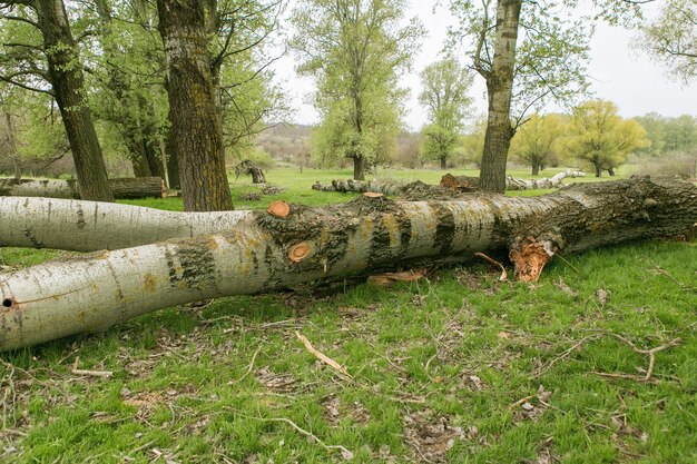 Desmatamento, problema global, as árvores derrubadas na grama verde