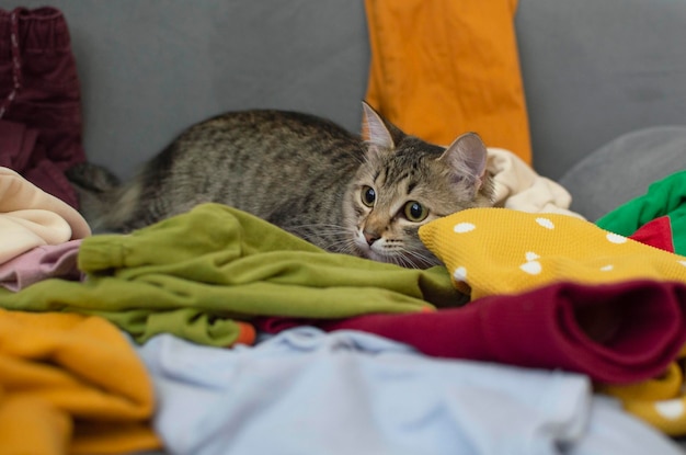 El desorden y el concepto interior es una especie de sala de estar desordenada con cosas dispersas Gato lindo y gris acostado en un sofá gris en un apartamento sucio Enfoque selectivo