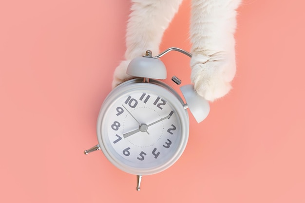 El despertador se encuentra sobre un fondo rosa, junto a él hay patas de gato. El concepto de mañana, despertar. Minimalismo, vista superior, espacio de copia.