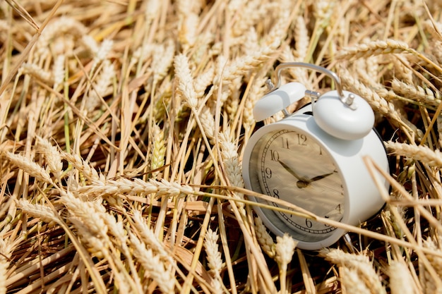 Despertador vintage en campo de trigo