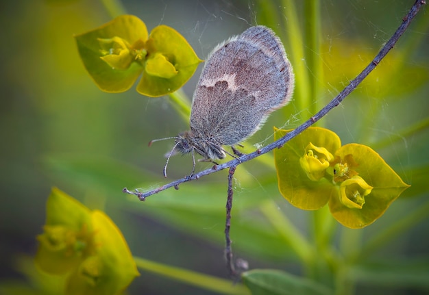 Despertar matutino de las mariposas de la parte central de Rusia