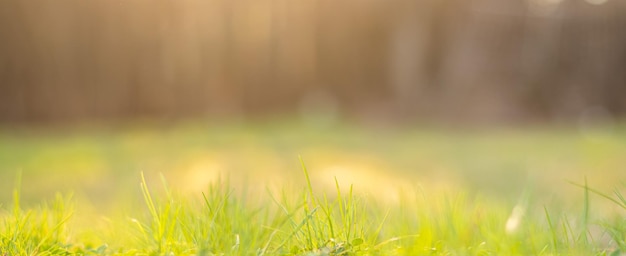 El despertar de la naturaleza en primavera primavera en la naturaleza Fondo borroso de hierba verde joven