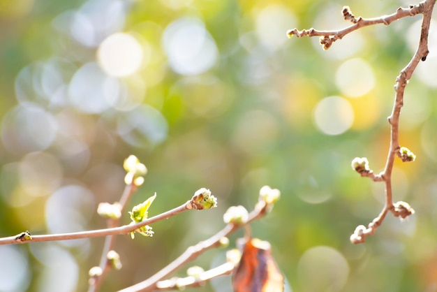 El despertar de la naturaleza en las ramas de primavera con brotes hinchados y hojas jóvenes que se abren bokeh suave