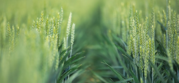 Despertar de primavera Una vista vibrante de tallos de trigo jóvenes