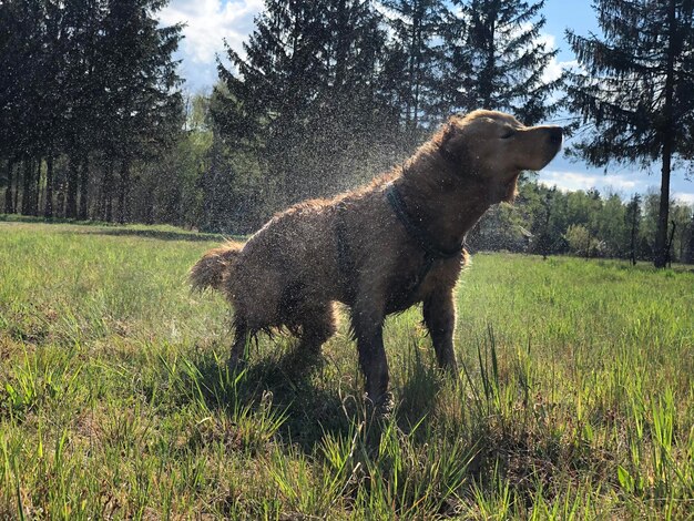 Después de bañarse en el lago.