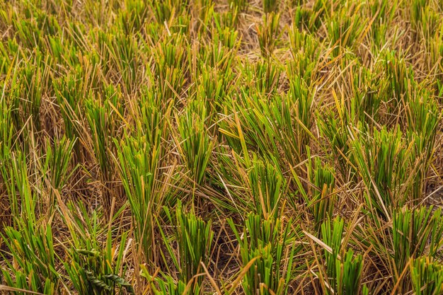 Después de cosechar el arroz que queda en el campo, se le llama rastrojo de arroz.