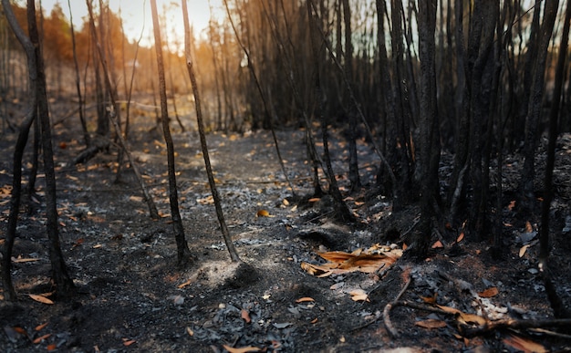 Después de incendios forestales con polvo y cenizas / área de deforestación ilegal. Concepto de calentamiento global / ecología