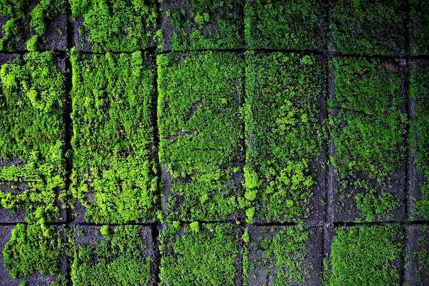 Después de llover hermosa naturaleza de musgo verde en el muro de hormigón Planta pequeña hoja verde fresca para refrescar el fondo del sitio web o agregar texto