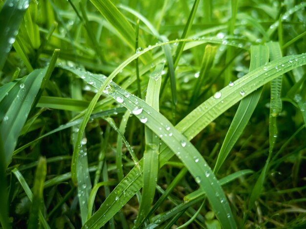 Después de la lluvia Exuberante hierba verde con gotas de rocío a la luz del sol Fondo natural