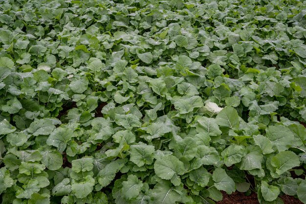 Después de la lluvia, las hojas de las verduras en el campo de verduras se cubrieron con gotas de agua.