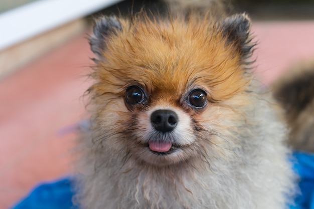 Foto después de un pequeño lavado de perro