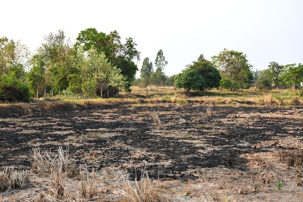 Después de la temporada de cosecha, los agricultores están quemando el campo de arroz debido a PM 10 PM 25 Polvo y contaminación