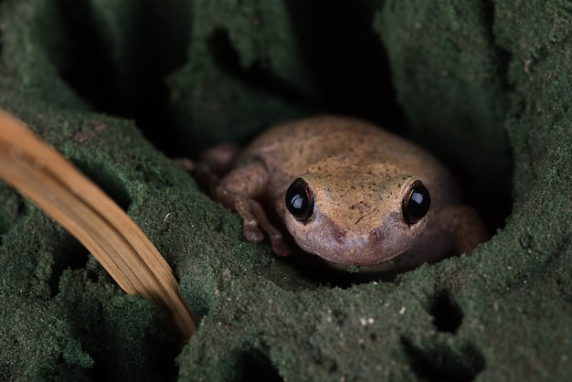 Dessertlaubfrosch versteckt sich im Loch