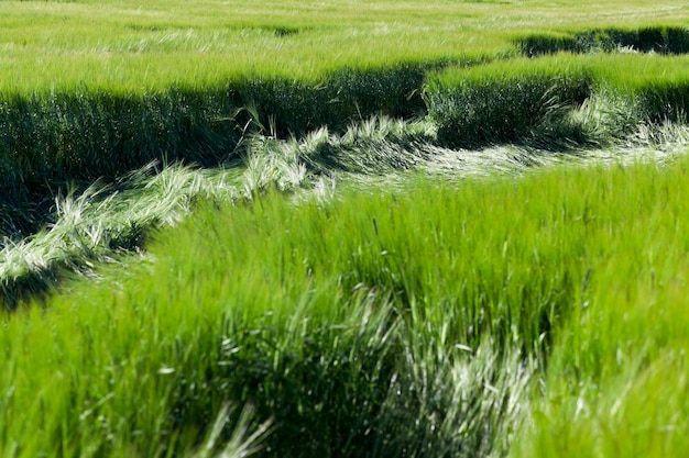 Destrucción de cereales verdes.