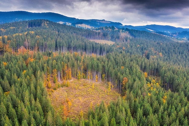 Destrucción de la cubierta forestal en lo alto de las montañas de Ucrania