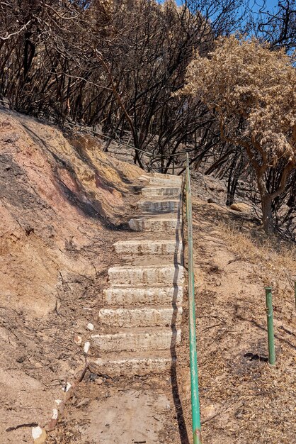 Destrucción de incendios forestales por naturaleza