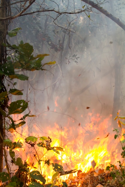 Foto destruída pela queima de floresta tropical, tailândia