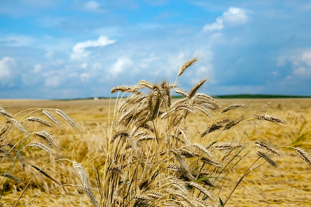 Destruída pela tempestade de trigo - campo agrícola onde após uma tempestade está no solo trigo amarelo maduro