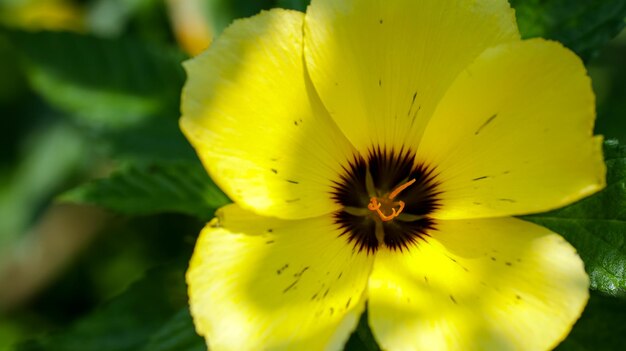 Detail aus der Nähe der gelben Blütenblätter der Turnera