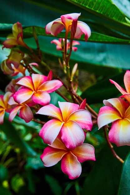 Detail der atemberaubenden Regenwaldblumen in Rosa und Orange
