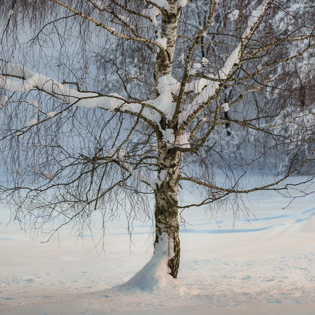 Detail der Birkenpflanze unter dem Winterschnee