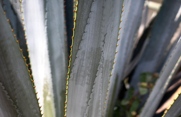 Detail der blauen Agave in Jalisco Mexiko