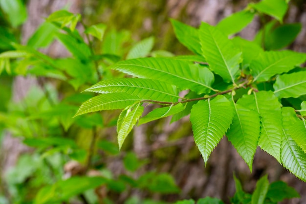 Detail der blühenden Zweige der Edelkastanie von Castanea Sativa