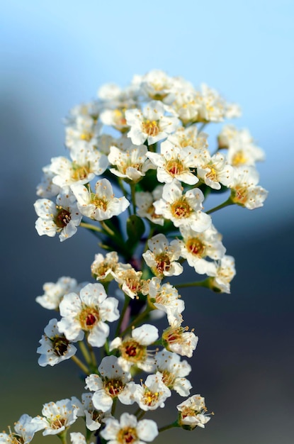 Detail der Blüten des kleinen Strauches Spiraea hypericifolia mit blauem Himmel