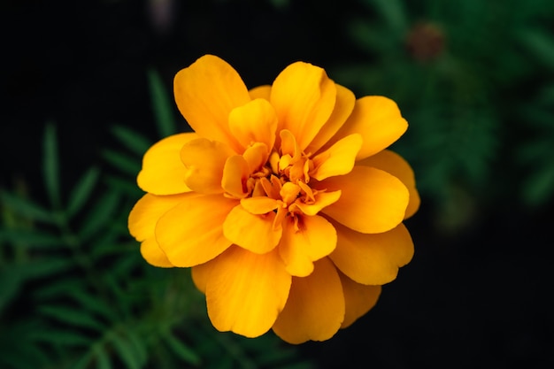 Detail der Blume der Ringelblumen