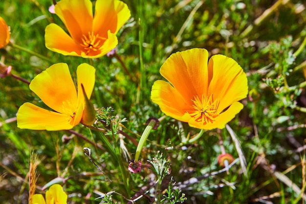 Detail der goldgelben Blüten