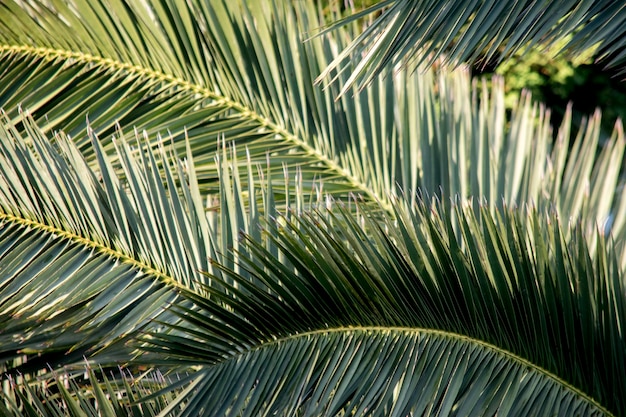 Detail der grünen Blätter einer Palme