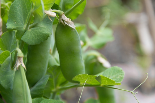 Detail der grünen Erbsenbohnen auf der Biogartenanlage