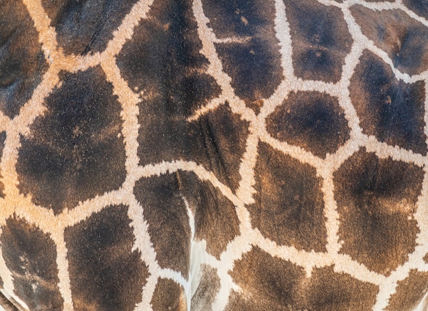 Detail der haut auf einer afrikanischen giraffe