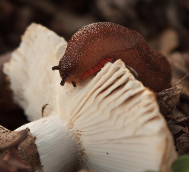 Detail der Hautstruktur einer Nacktschnecke, die sich von einer Russula ernährt.