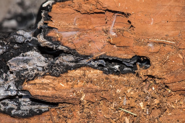 Detail der Holzglut im Kamin