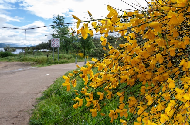 Detail der intensiv gelben Blüten der Strauchpflanze, die allgemein als Ginster Cytisus scoparius bekannt ist