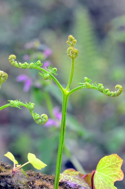 Detail der jungen Blätter des Adlerfarns (Pteridium aquilinum)